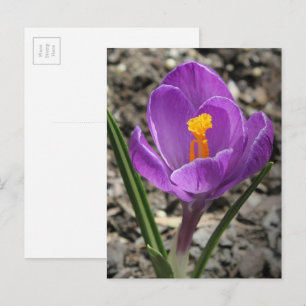 Springtime Lila and Gult Crocus Flower Photo Vykort