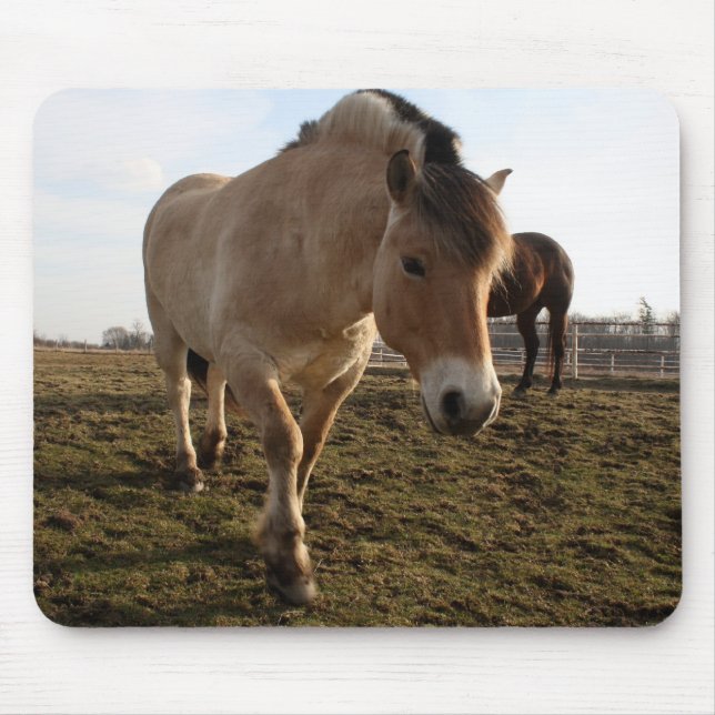 Springtime Musmatta (Framsidan)