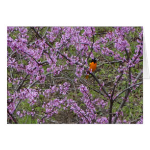 Springtime Oriole i det Redbud träd Hälsningskort