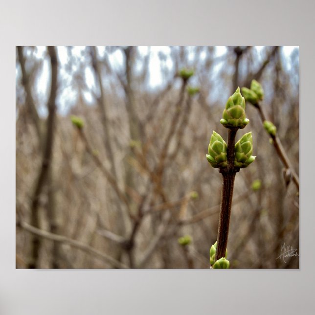Springtime [Skriv ut] Poster (Framsidan)