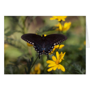 Springtime Swallowtail Butterfly Hälsningskort