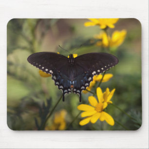 Springtime Swallowtail Butterfly Musmatta