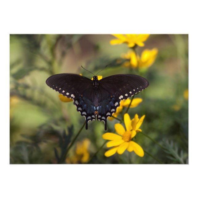 Springtime Swallowtail Fototryck (Framsidan)