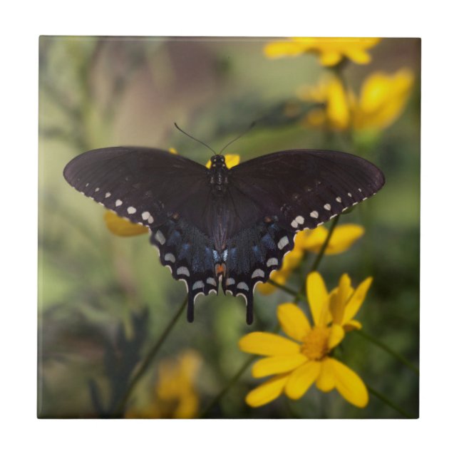 Springtime Swallowtail Kakelplatta (Framsidan)
