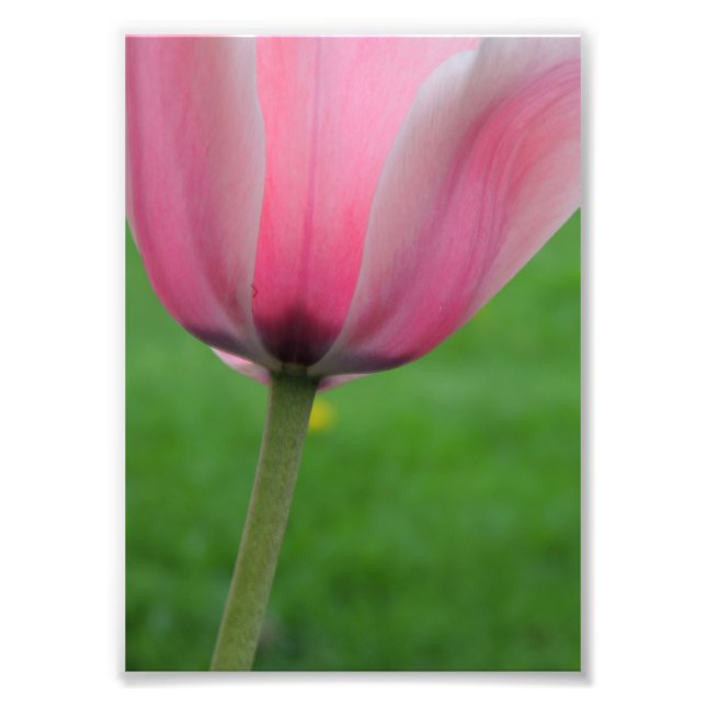 Springtime Tulip Fototryck (Framsidan)