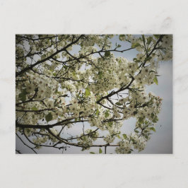 Springtime Vykort