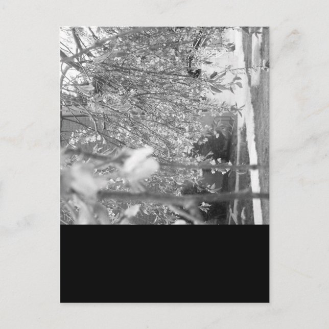 Springtime Vykort (Framsida)