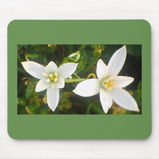 Springtime White Blommar Blooms Musmatta (Framsidan)