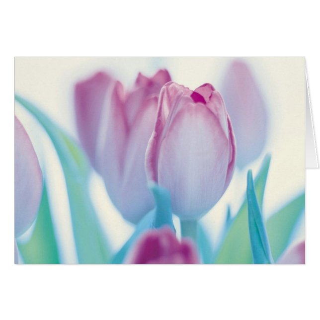 Springtimetulpan Hälsningskort (Framsidan Horizontal)