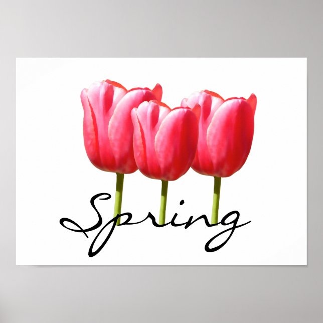 Springy Tulips Poster (Framsidan)