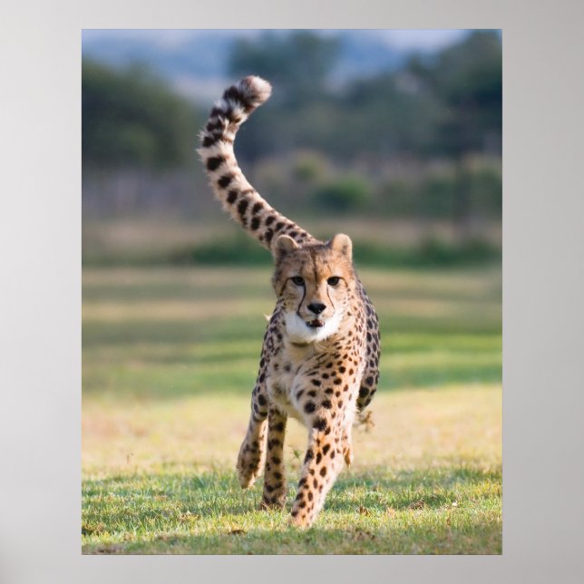 Sprint Poster (Framsidan)