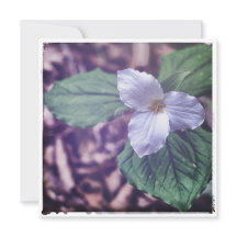 Sprint Trillium Autochrome-stil