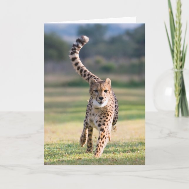 Sprinta Kort (Framsida)