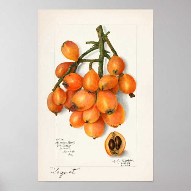 Sprit (Eriobotrya Japon Fruit Painting) Poster (Framsidan)