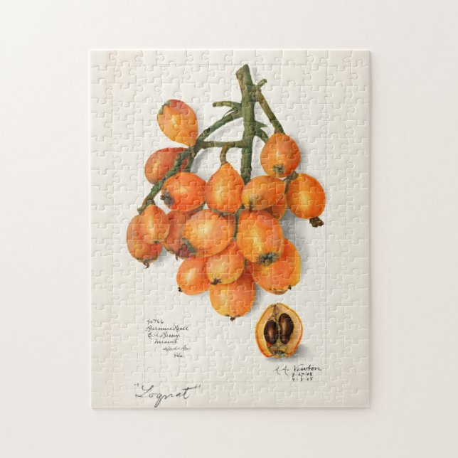 Sprit (Eriobotrya Japon Fruit Painting) Pussel (Vertikal)