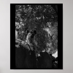 Sprit Hyena Black and White Nature Älskare Valenc Poster