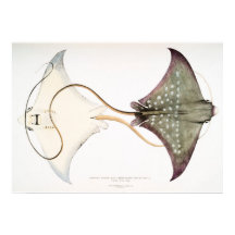 Sprit örngla: en magnifik skapelse