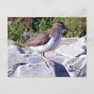 Sprit Sandpiper 1 vykort