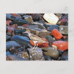 Sprit Sandpiper 2-vykort Vykort