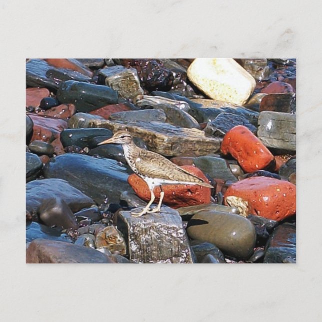 Sprit Sandpiper 2-vykort Vykort (Framsida)