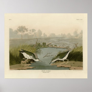 Sprit sandpiper från Audubon Birds of America Poster