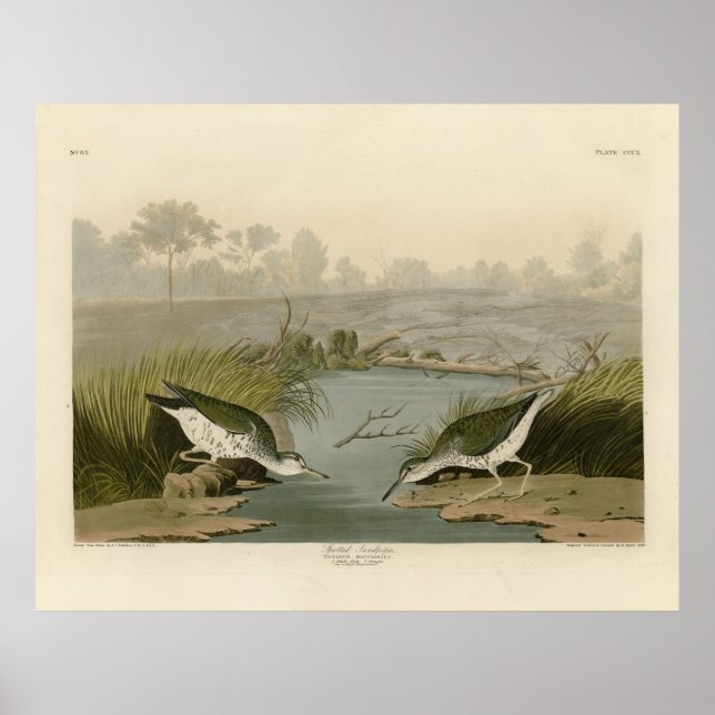 Sprit sandpiper från Audubon Birds of America Poster (Framsidan)