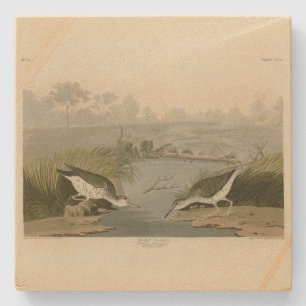 Sprit sandpiper från Audubon Birds of America Stenunderlägg