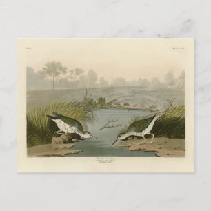Sprit sandpiper från Audubon Birds of America Vykort