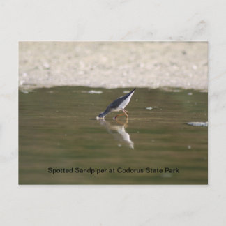 Sprit Sandpiper i Codorus State Park Vykort