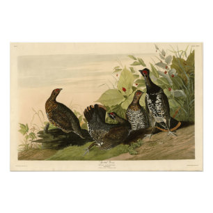Sprit (Spruce) Grouse Audubon's Birds of America Fototryck