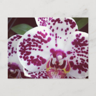 Sprit vykort för Orchid