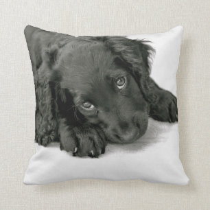 Sprocker Spaniel Dave Kudde