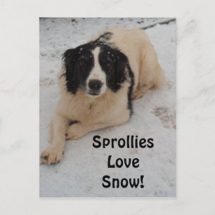 Sprollie i Snö Vykort