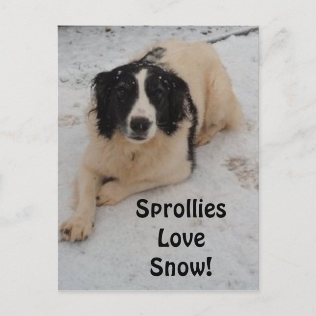 Sprollie i Snö Vykort (Framsida)