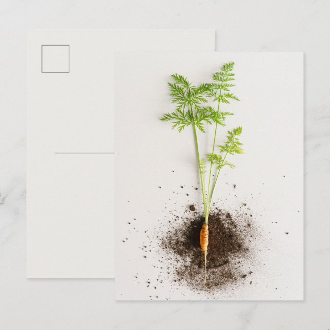 Sprout Carrot Minimalist Botanical photo Vykort (Fram/baksida)