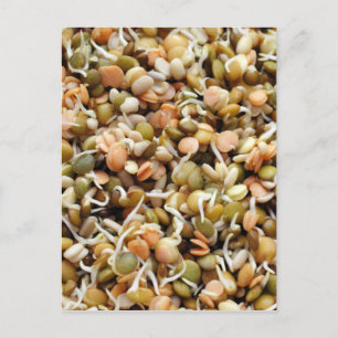 Sprouting Lentils Mix Vykort