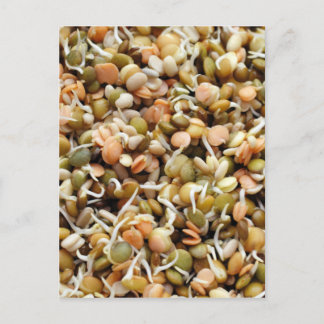 Sprouting Lentils Mix Vykort