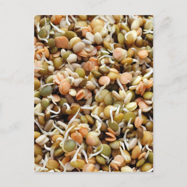 Sprouting Lentils Mix Vykort (Framsida)