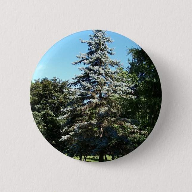 Spruce blått knäppas knapp (Framsida)