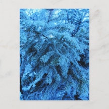 Spruce grenar täckt med frostkristaller