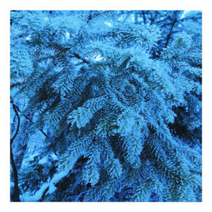 Spruce grenar täckt med snö och frostkristaller fototryck