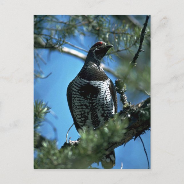 Spruce grouse, hane vykort (Framsida)