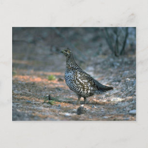 Spruce grouse, höna vykort