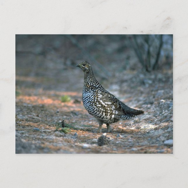 Spruce grouse, höna vykort (Framsida)