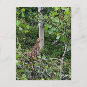 Spruce Grouse - vykort