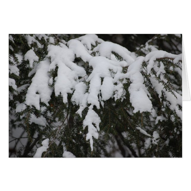 Spruce Hälsningskort (Framsidan Horizontal)