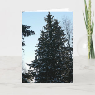 Spruce träd i skog kort