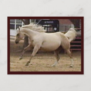 Spunky Palomino vykort