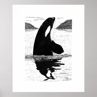 Spy-Hopping Killer Whale, Pen och Bläck Poster