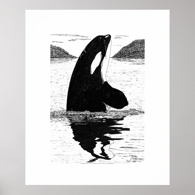 Spy-Hopping Killer Whale, Pen och Bläck Poster (Framsidan)